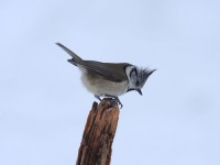crested-tit-78462364
