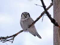 hawk-owl-87652397