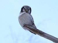 hawk-owl-88212501