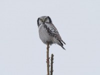 hawk-owl-co1876722327