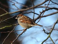 house-sparrow-69502264