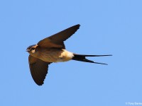 Red-rumped Swallow 70764219