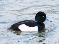 Tufted Duck 0079865