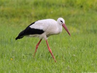 White Stork 1108117
