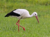 White Stork 1110116