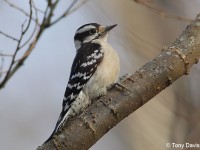 downy-woodpecker-23773951