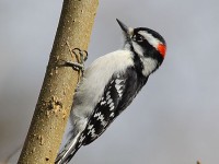 downy-woodpecker-24123952
