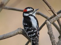 downy-woodpecker-25143960