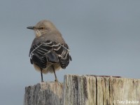 northern-mockingbird-02503977