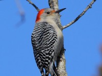 red-bellied-woodpecker-29903915