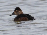 ring-necked-duck-93933723
