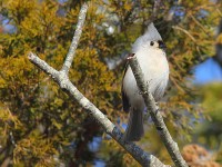 tufted-titmouse-28153906