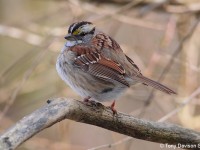 white-throated-sparrow23503946