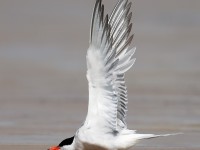 Common Tern_J4X8558