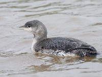 Red-throated Diver 1391915