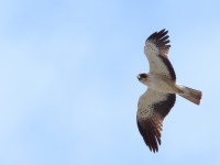 Booted EAGLE_S1Q5115