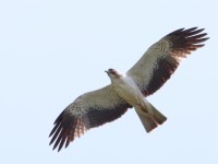 Booted Eagle_S1Q5219