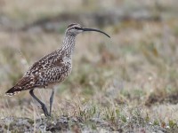 Bristle-thighed Curlew_J4X7253