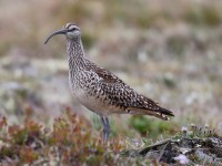 Bristle-thighed Curlew_J4X7285