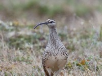 Bristle-thighed Curlew_J4X7305