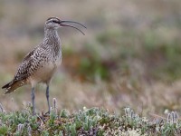 Bristle-thighed Curlew_J4X7306