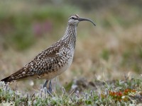 Bristle-thighed Curlew_J4X7349
