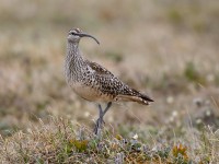 Bristle-thighed Curlew_J4X7376