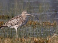 Curlew_J4X8800