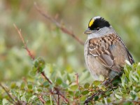Golden-crowned Sparrow_J4X7833