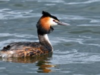 Great Crested Grebe_J4X9927