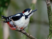 Great S Woodpecker_J4X9781