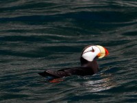 Horned Puffin _J4X9183