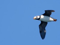 Horned Puffin_J4X8998