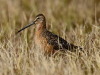 Long-billed Dowitcher_J4X0635