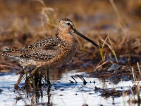 Long-billed Dowitcher_J4X0771