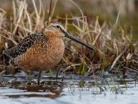 Long-billed Dowitcher_J4X1434