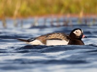 Long-tailed Duck_J4X0460