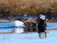 Long-tailed Duck_J4X2204