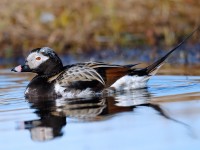 Long-tailed Duck_J4X2212