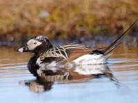 Long-tailed Duck_J4X2217