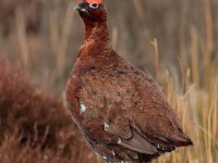 Red Grouse_S1Q3082