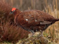 Red Grouse_S1Q3090