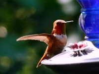 Rufous Hummingbird_J4X9816