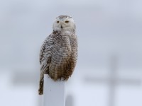 Snowy Owl_J4X2038