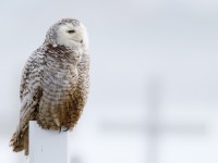 Snowy Owl_J4X2051