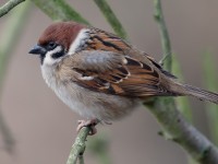 Tree Sparrow_J4X6653