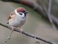 Tree Sparrow_J4X6657