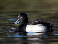 Tufted Duck_J4X0068