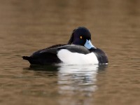 Tufted Duck_J4X6932
