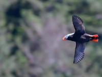 Tufted Puffin_J4X8985